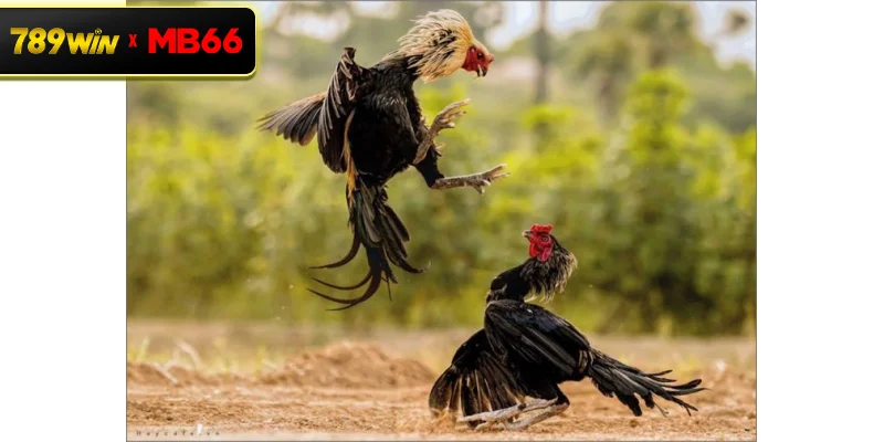 Vì sao đá gà độ lớn thu hút sự quan tâm mạnh mẽ của cộng đồng?
